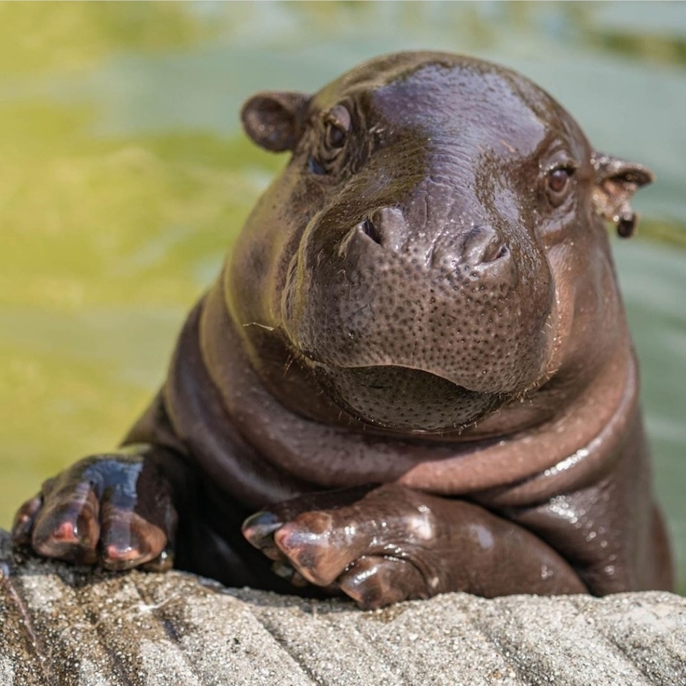 Meet your Posher, Randy